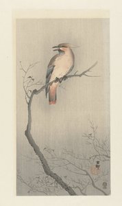 Beccofrusone boemo su un ramo da Ohara Koson