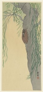 Cicala su un albero