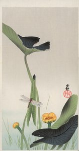 Libellula e Loto