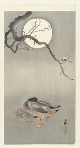 Anatre alla luna piena