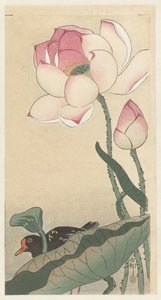 Gallinella con fiori di loto