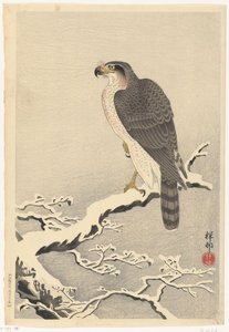 Falco su ramo di pino innevato da Ohara Koson