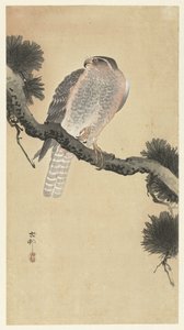 Falco su un ramo di pino da Ohara Koson