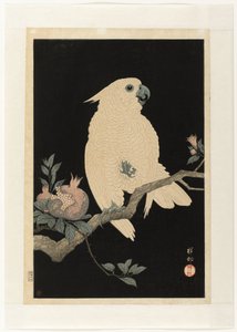 Cacatua con melograno