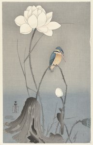 Martin pescatore con fiore di loto