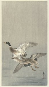 Coppia di anatre