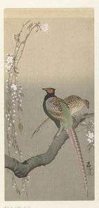 Coppia di fagiani e fiori di ciliegio da Ohara Koson
