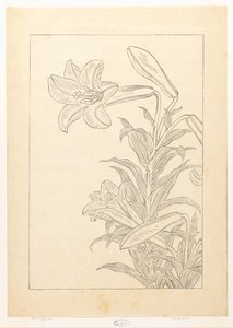 Gigli da Ohara Koson