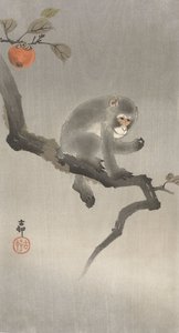 Scimmia su un albero da frutto