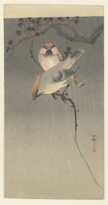 Pestvogel