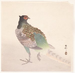 Fagiano da Ohara Koson
