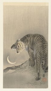 Tigre ruggente