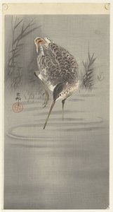 Beccaccia in acqua da Ohara Koson