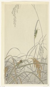 Cavallette su piante di riso da Ohara Koson