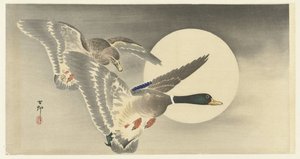 Due anatre alla luna piena
