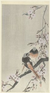 Due codirossi con fiori di ciliegio da Ohara Koson