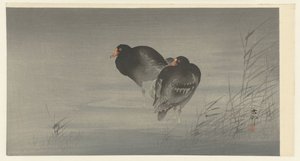 Due gallinelle d