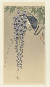 Acchiappamosche vicino al glicine da Ohara Koson