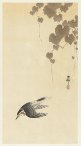 Uccello in volo discendente