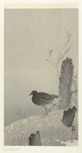 Gallinella d