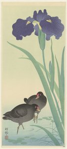 Gallinelle d