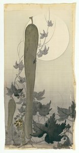 Cetriolo selvatico con luna piena
