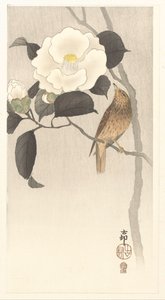 Uccello canoro e camelia in fiore da Ohara Koson
