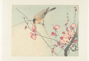 Uccello canoro su ramo fiorito da Ohara Koson