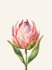 Fiore di protea rosa da Ohkimiko