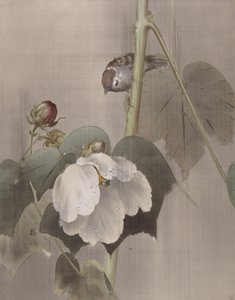 Cotone di rosa malva nella pioggia da Okada Baison