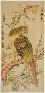 Fagiano dorato (Kinkeicho)
