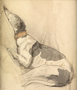Levriero che dorme da Olive Branson