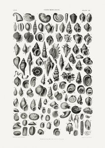 Sealife III da Oliver Goldsmith