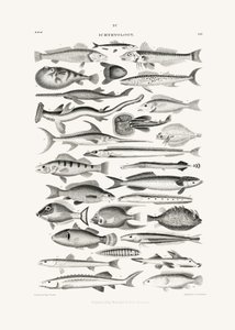 Sealife I da Oliver Goldsmith