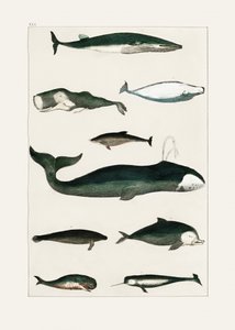 Poster vintage con una balena da Oliver Goldsmith