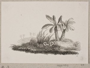 Il serpente