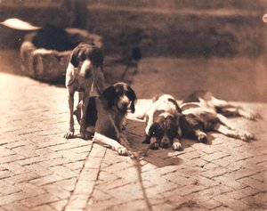 Cani da caccia, 1853 circa (stampa su sale)