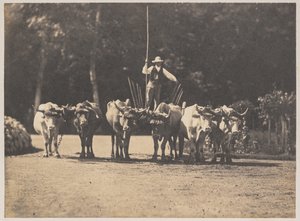 Sei buoi con il loro conducente