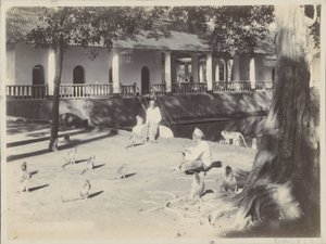 Uomini indiani con scimmie in un cortile vicino a un