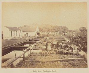 Fabbrica di Indaco (caricamento delle vasche)