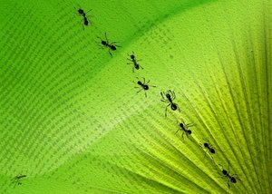 Il percorso delle formiche di Green Leaf da Osvaldo Russo