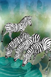 Le zebre all’abbeveratoio da Osvaldo Russo