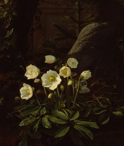 Ellebori in una roccaglia da Otto Didrik Ottesen