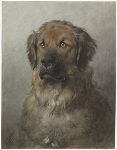 Testa di un Leonberger, di fronte da Otto Eerelman