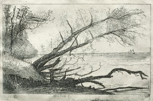 Vecchio sicomoro, 1877