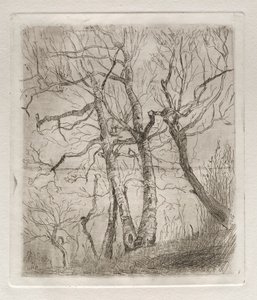 Alberi, 1878 da Otto H. Bacher