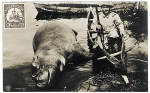 Cacciatore tedesco con ippopotamo, Africa Orientale Tedesca, c.1910