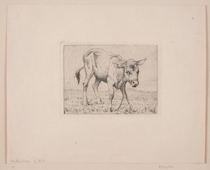 Un vitello