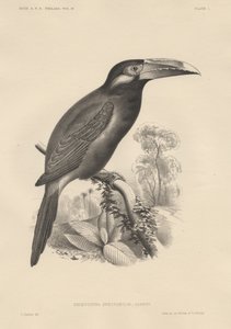 Selenidera Spectabilis, litografia di Bowen und Co., 1850
