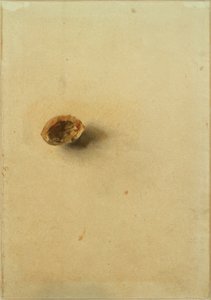 Guscio di noce da Otto Meyer Amden